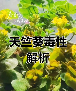 小众送妈妈的花有哪些花