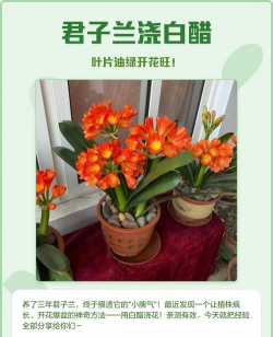 小众送妈妈的花有哪些花