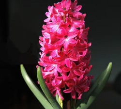 小众送妈妈的花有哪些花