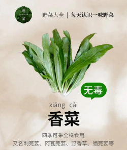 香菜的别名