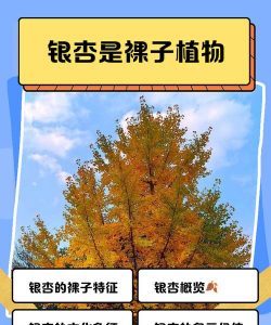 银杏是什么植物裸子还是被子