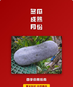 冬瓜什么季节成熟