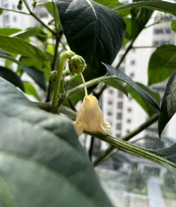 小众送妈妈的花有哪些花