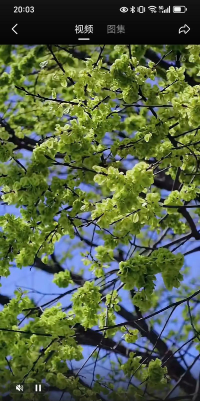 小众送妈妈的花有哪些花