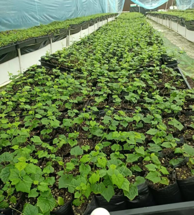 种植吊瓜怎么种植的