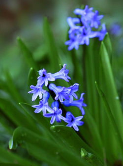 小众送妈妈的花有哪些花