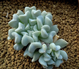 小众送妈妈的花有哪些花