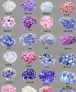 小众送妈妈的花有哪些花