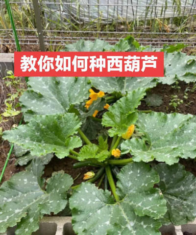 水桶种植西葫芦怎么种植