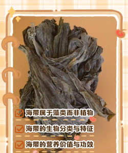海带属于什么植物
