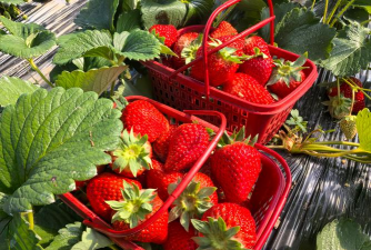 小众送妈妈的花有哪些花