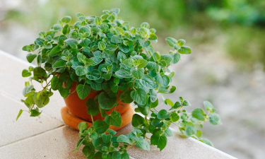 扒拉香花是什么样子