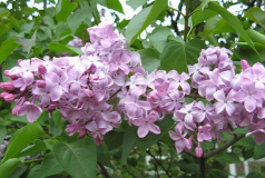 小众送妈妈的花有哪些花