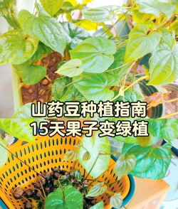山药怎么种植及种植时间