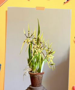 小众送妈妈的花有哪些花