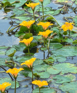 小众送妈妈的花有哪些花