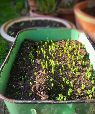 小众送妈妈的花有哪些花