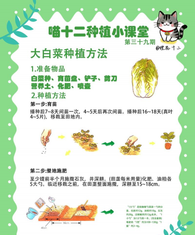 白菜的最佳种植时间