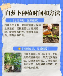 白萝卜7月份能种吗