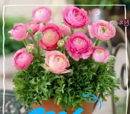 小众送妈妈的花有哪些花