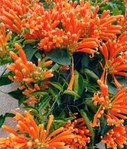 小众送妈妈的花有哪些花