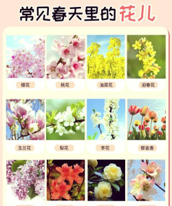 小众送妈妈的花有哪些花