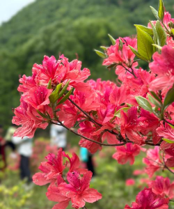 小众送妈妈的花有哪些花