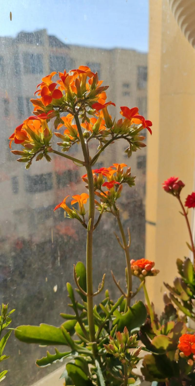 小众送妈妈的花有哪些花