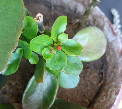 小众送妈妈的花有哪些花