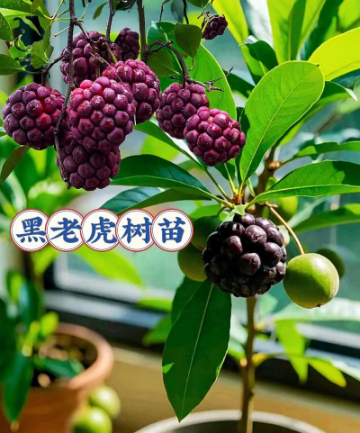 小众送妈妈的花有哪些花