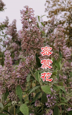 蒙古花有哪些品种