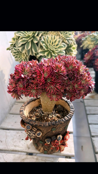 小众送妈妈的花有哪些花