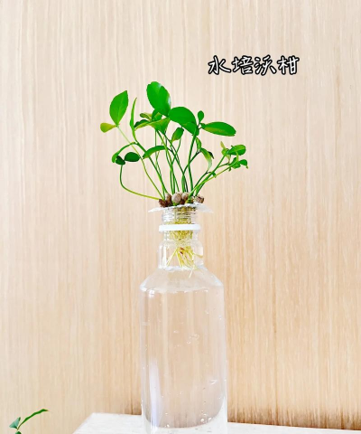 种植沃柑种子怎么种植