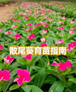 小众送妈妈的花有哪些花