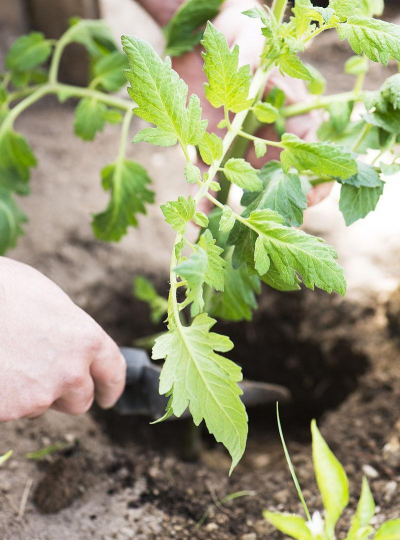 小众送妈妈的花有哪些花
