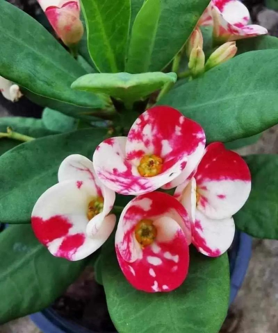 小众送妈妈的花有哪些花