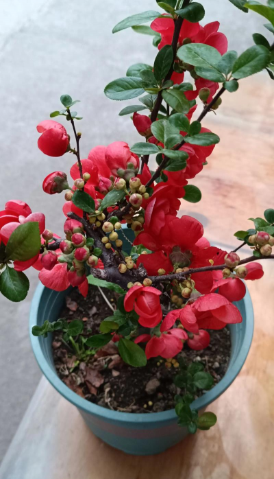 小众送妈妈的花有哪些花