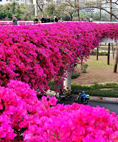 小众送妈妈的花有哪些花