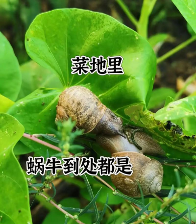 黄瓜种植蜗牛怎么种植的