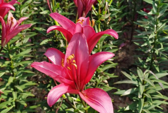 小众送妈妈的花有哪些花