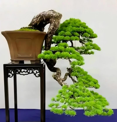 北方什么树做盆景好