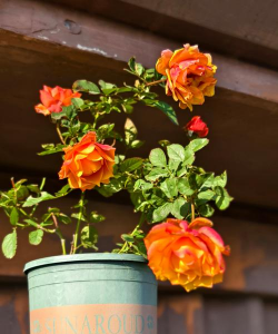 小众送妈妈的花有哪些花