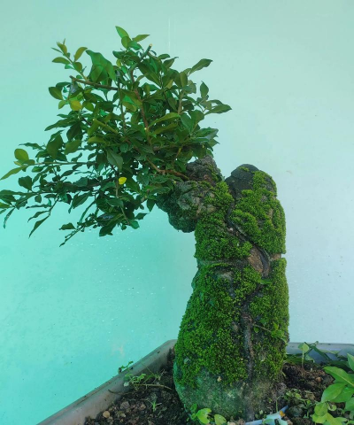 小众送妈妈的花有哪些花