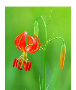 小众送妈妈的花有哪些花