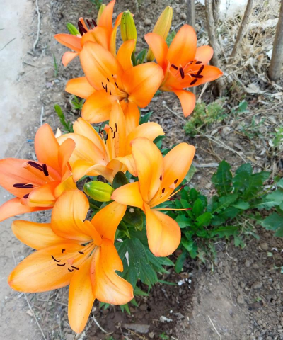 小众送妈妈的花有哪些花