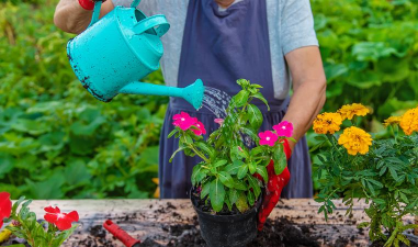 小众送妈妈的花有哪些花