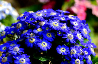 小众送妈妈的花有哪些花