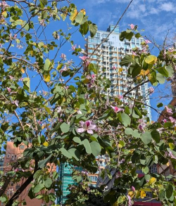 小众送妈妈的花有哪些花