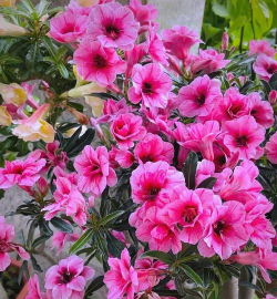 小众送妈妈的花有哪些花