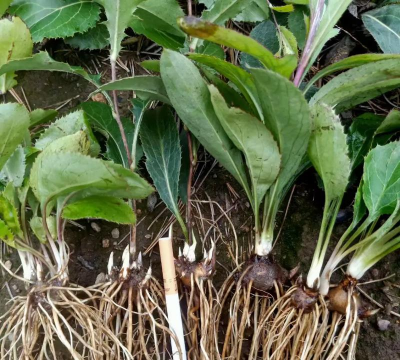 冬季种植苍术籽怎么种植